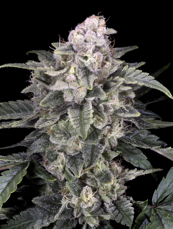 Slurricane van Advanced Seeds