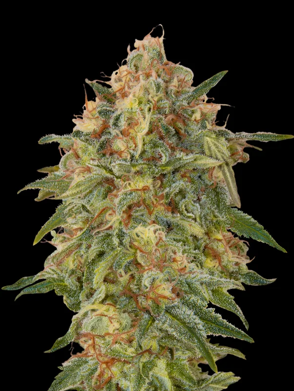 Zkittlez van Advanced Seeds