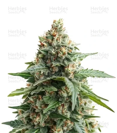Georgia Pie van Advanced Seeds