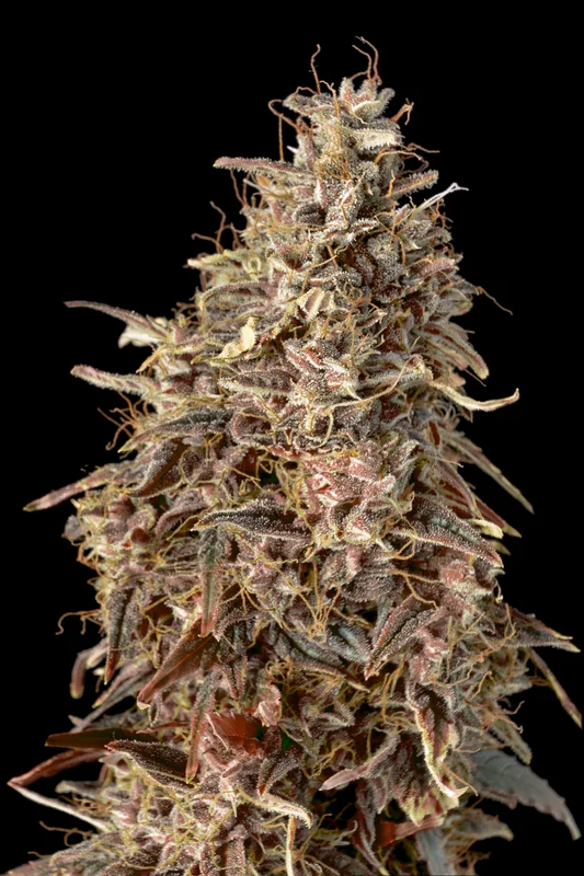 Mimosa Punch van Advanced Seeds
