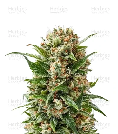 Purple Diesel van Advanced Seeds