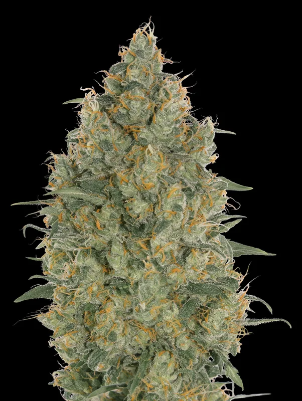 Strawberry Gum van Advanced Seeds