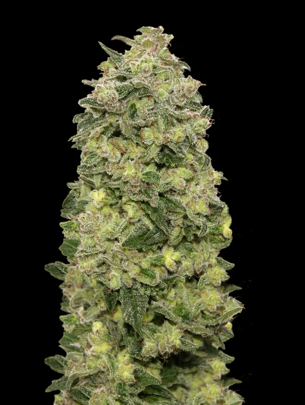 Afghan Skunk van Advanced Seeds