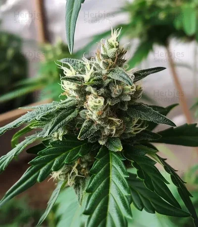 Georgia Pie van Advanced Seeds
