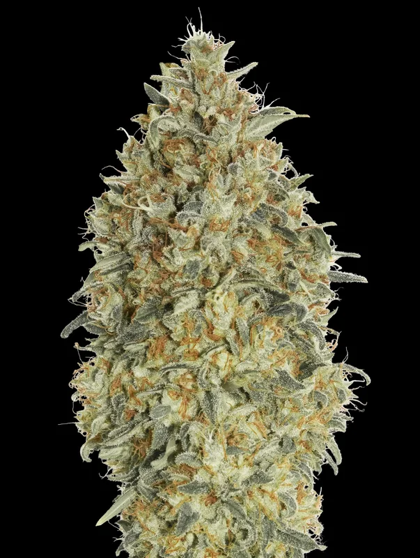 Gorilla Blue van Advanced Seeds