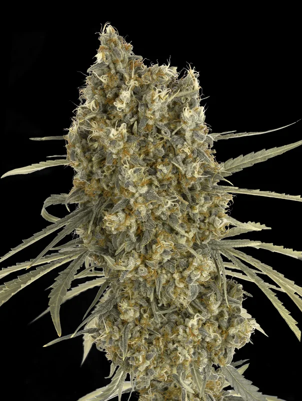 Jack Herer van Advanced Seeds