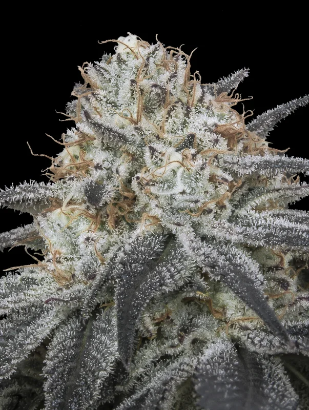 Slurricane van Advanced Seeds