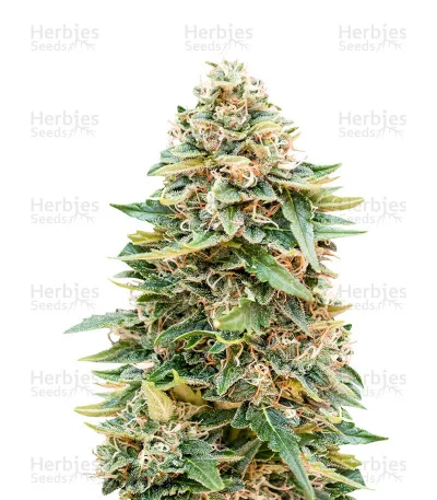 Skunk 47 van Advanced Seeds
