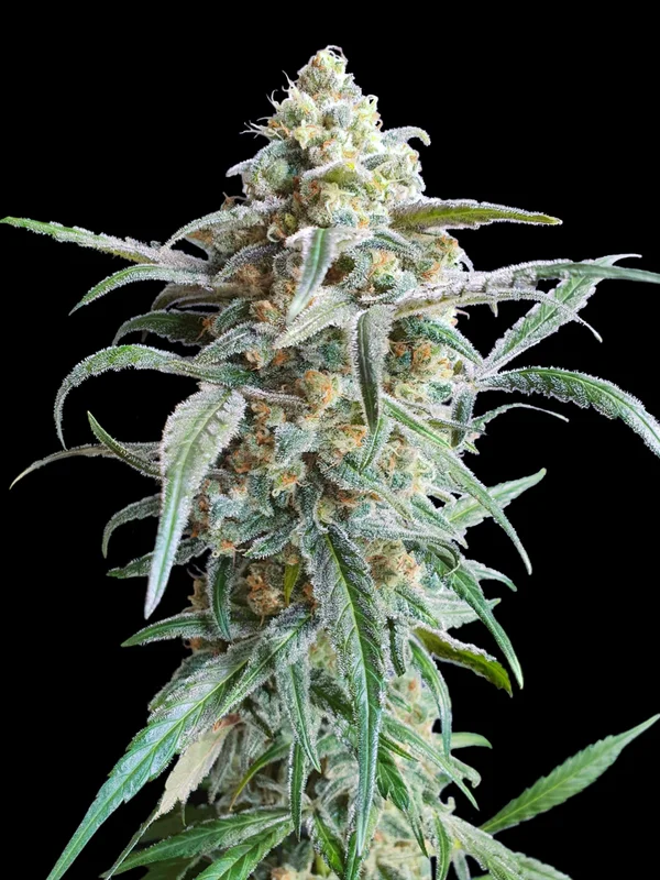 Cherry Pie van Advanced Seeds
