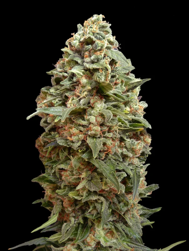 Afghan Skunk van Advanced Seeds