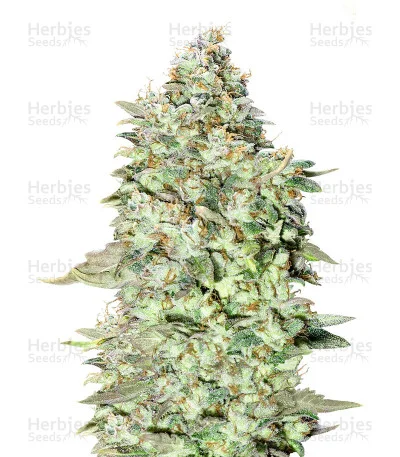 OG Kush SFV van Advanced Seeds