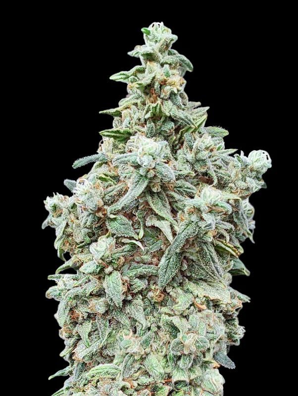 Cherry Pie van Advanced Seeds