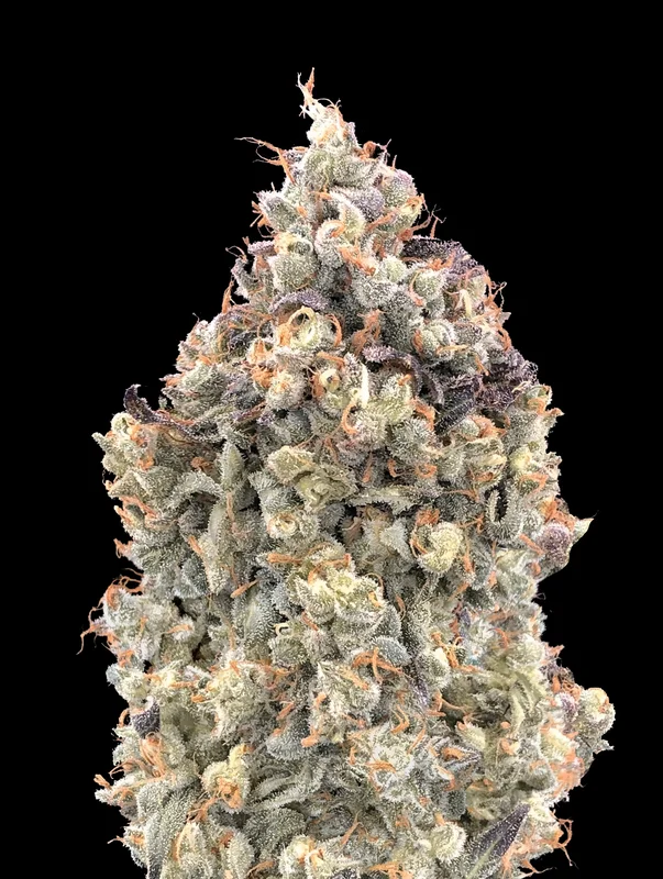 Watermelon OG van Advanced Seeds