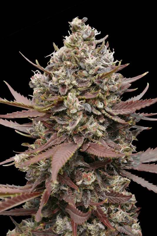 Mimosa Punch van Advanced Seeds