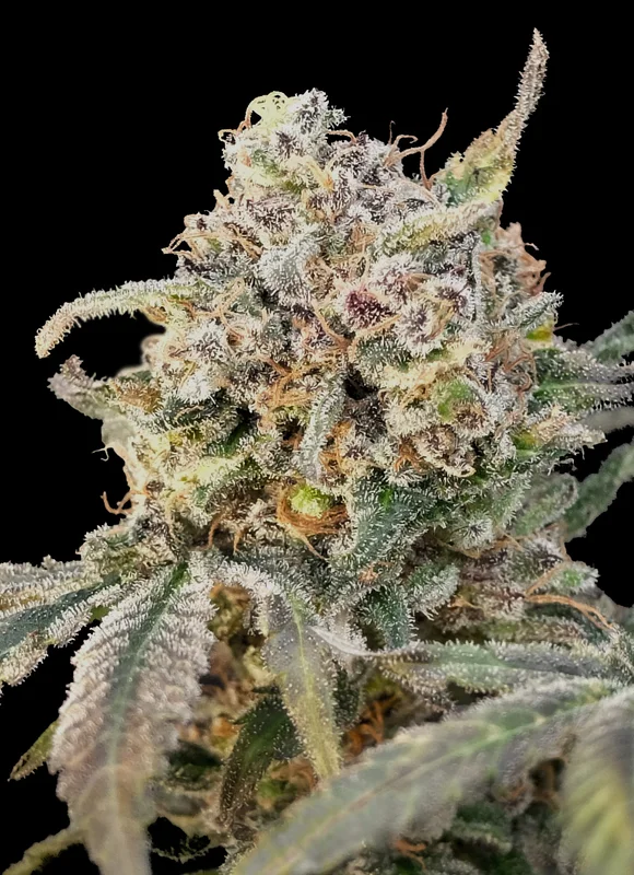 Somango Glue van Advanced Seeds