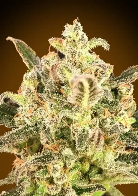 Bio Diesel Mass van Advanced Seeds