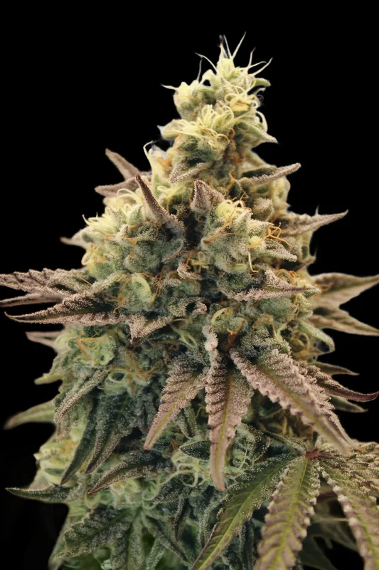 Animal Zookies van Advanced Seeds
