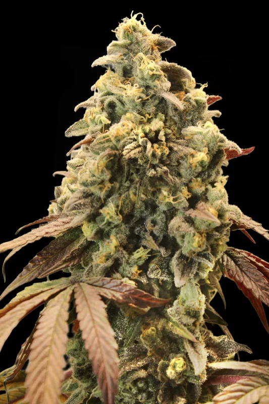 Rainbow Sherbet 11 van Advanced Seeds