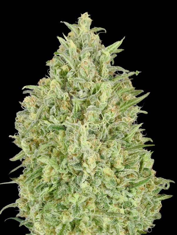 Pineapple Glue van Advanced Seeds