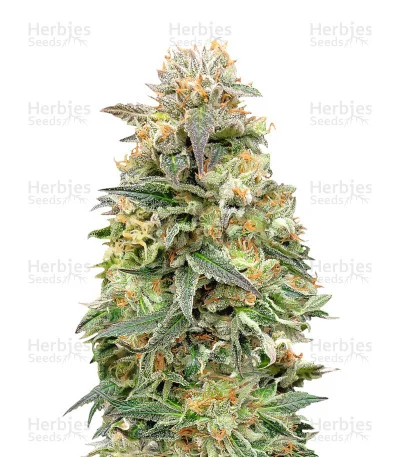 Shark Widow CBD van Advanced Seeds