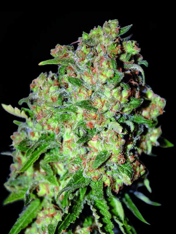 Critical van Advanced Seeds