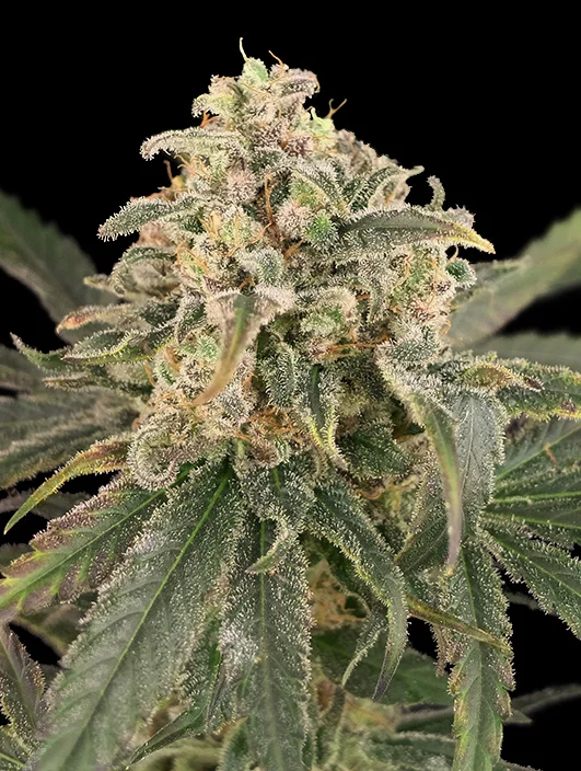 Amnesia XXL van Advanced Seeds