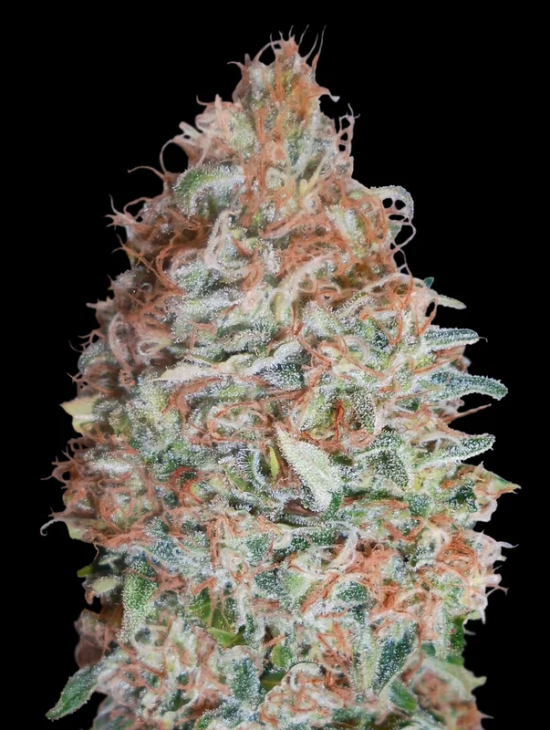 Banana Cookies van Advanced Seeds