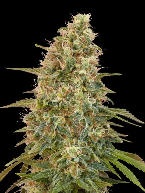 Zkittlez van Advanced Seeds