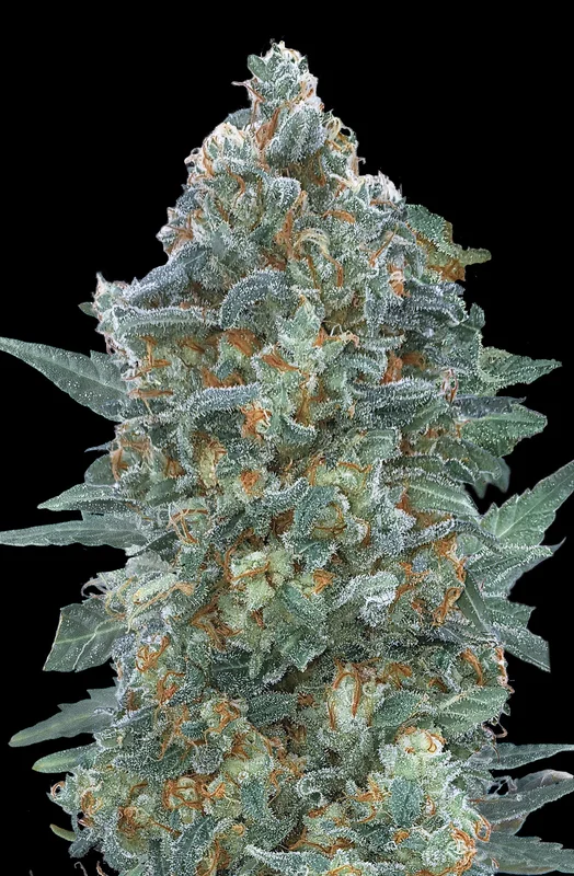 Critical Lemon CBD van Advanced Seeds