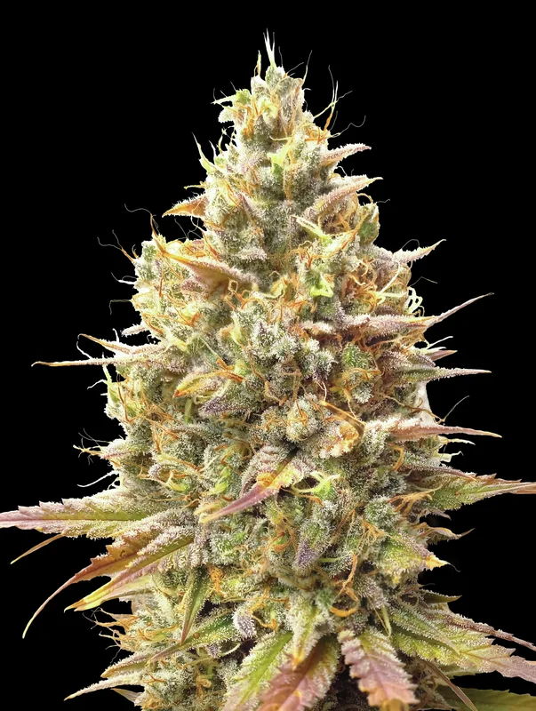 Strawberry Banana van Advanced Seeds