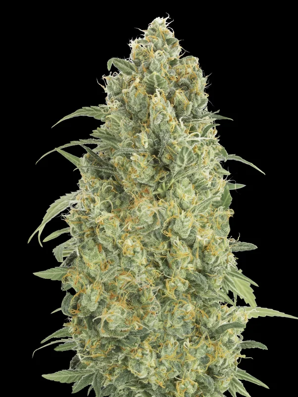 Strawberry Gum van Advanced Seeds