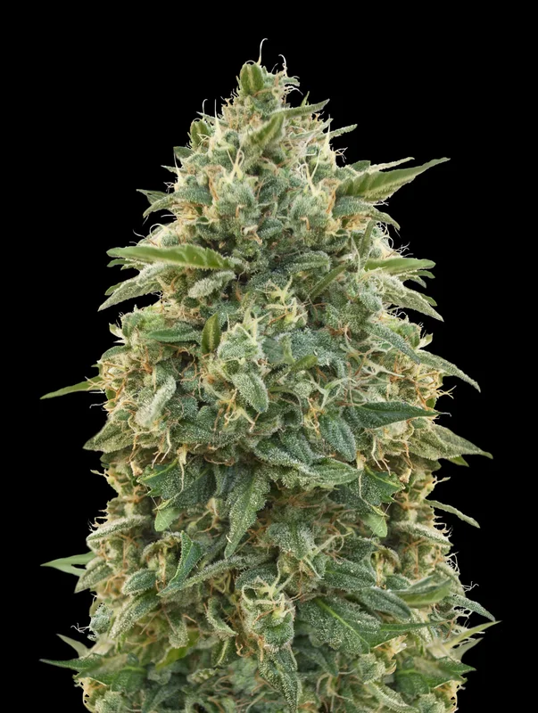 Amnesia van Advanced Seeds