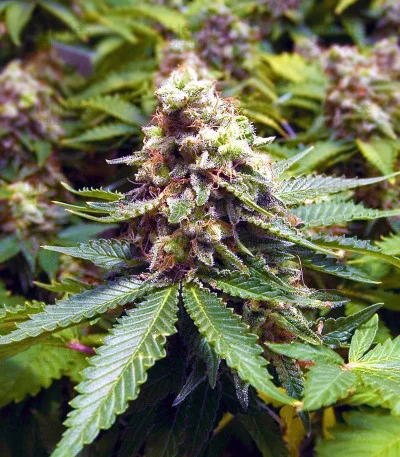 Early Widow van Advanced Seeds