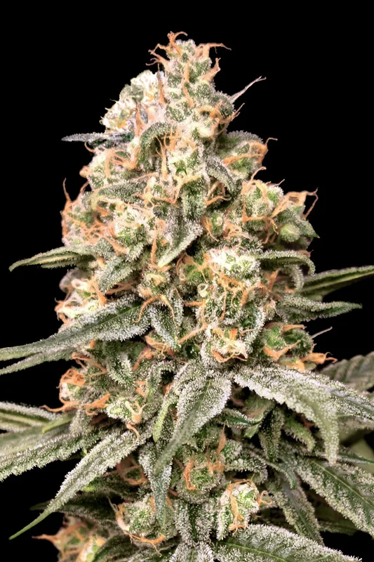 Apple Fritter van Advanced Seeds