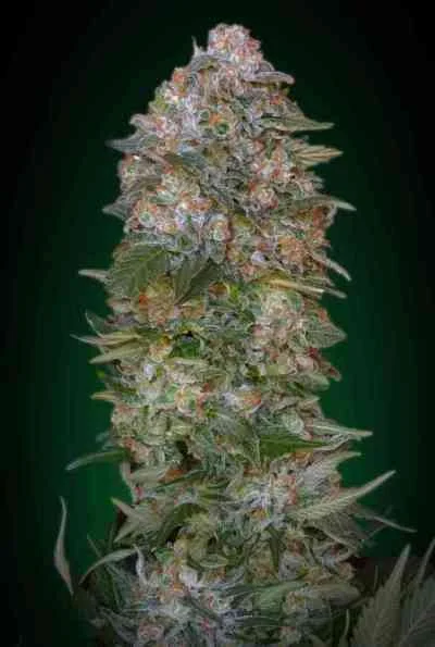 Critical Soma van Advanced Seeds