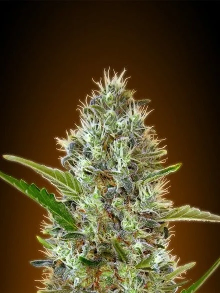 Somango van Advanced Seeds