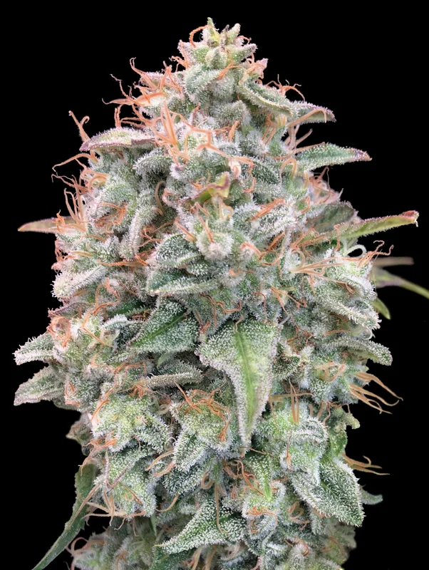 Banana Cookies van Advanced Seeds