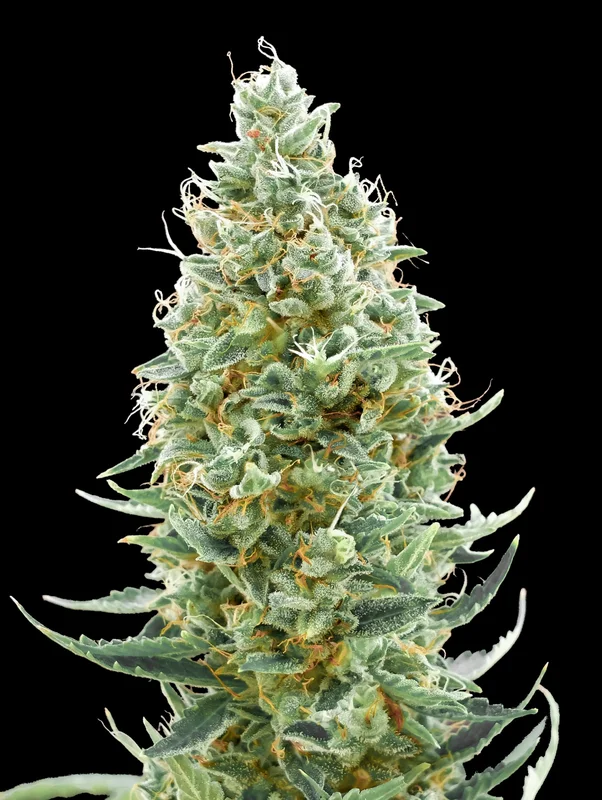 Amnesia Fast van Advanced Seeds