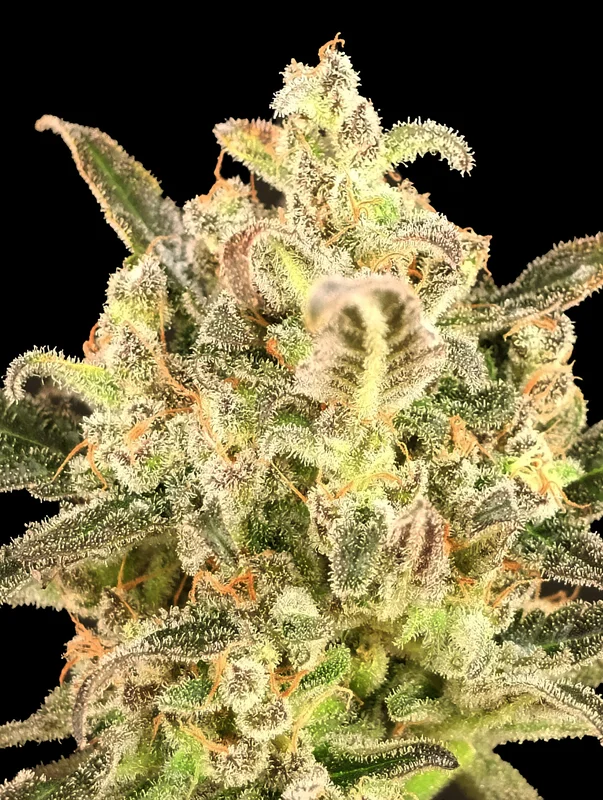 Biodiesel Mass XXL van Advanced Seeds