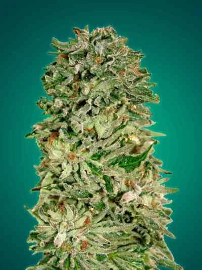 Shark Widow CBD van Advanced Seeds
