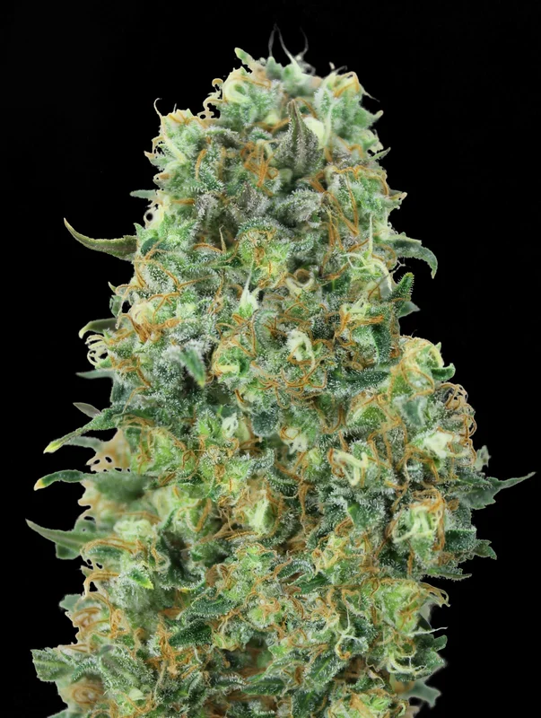 Critical Mass van Advanced Seeds