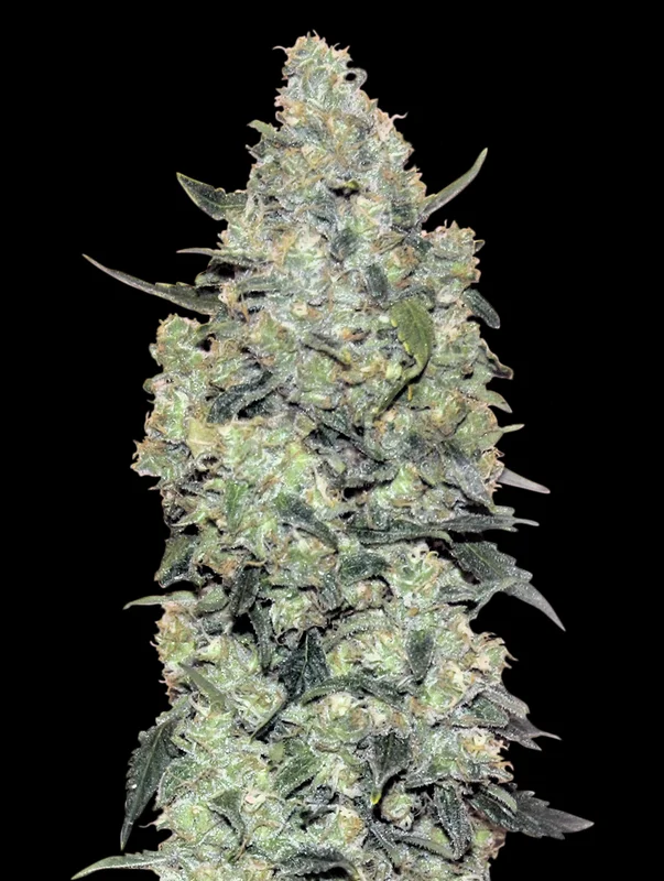 Critical Mass van Advanced Seeds
