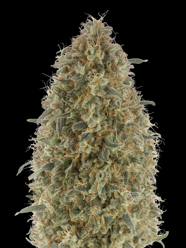 Gorilla Blue van Advanced Seeds