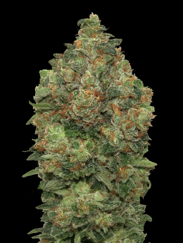 Critical Soma van Advanced Seeds