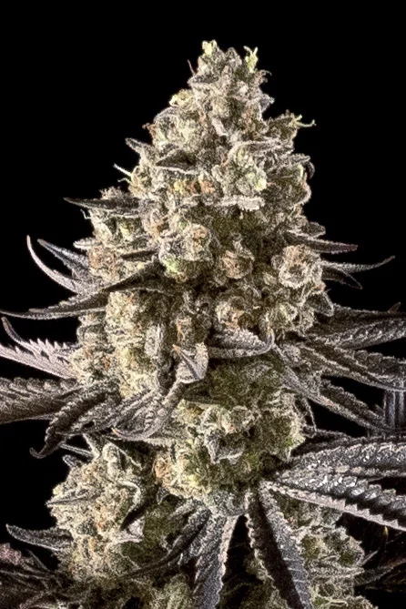 Fire DOG van Advanced Seeds