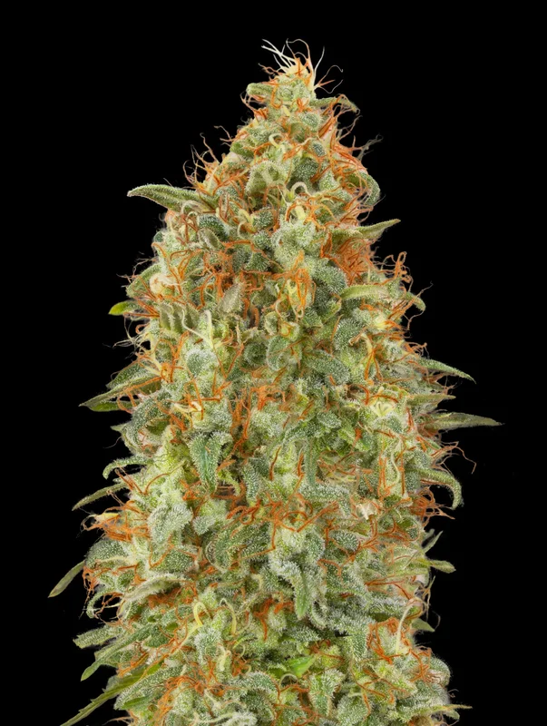 Zkittlez Fast van Advanced Seeds