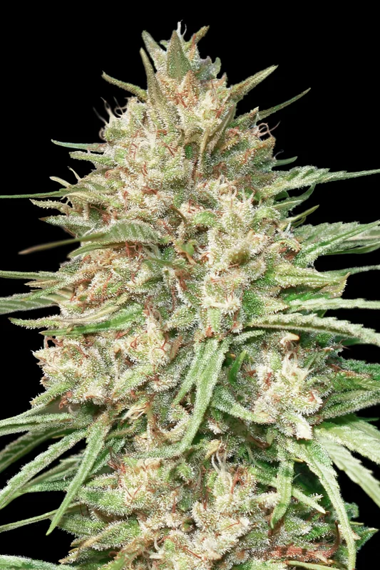 Lemon Bean van Advanced Seeds