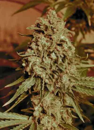 Somango Widow van Advanced Seeds