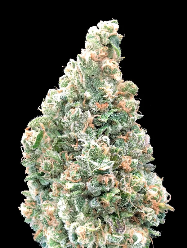 Cherry Pie Fast van Advanced Seeds