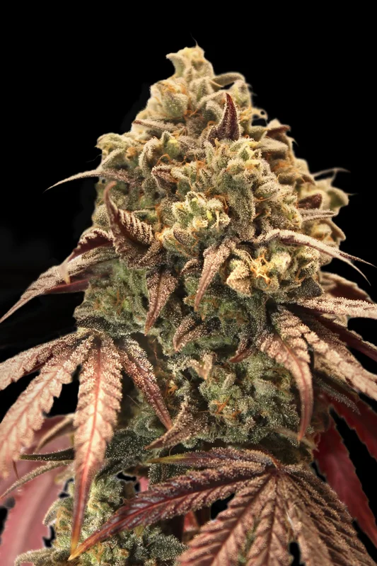 Zerealz Milk van Advanced Seeds